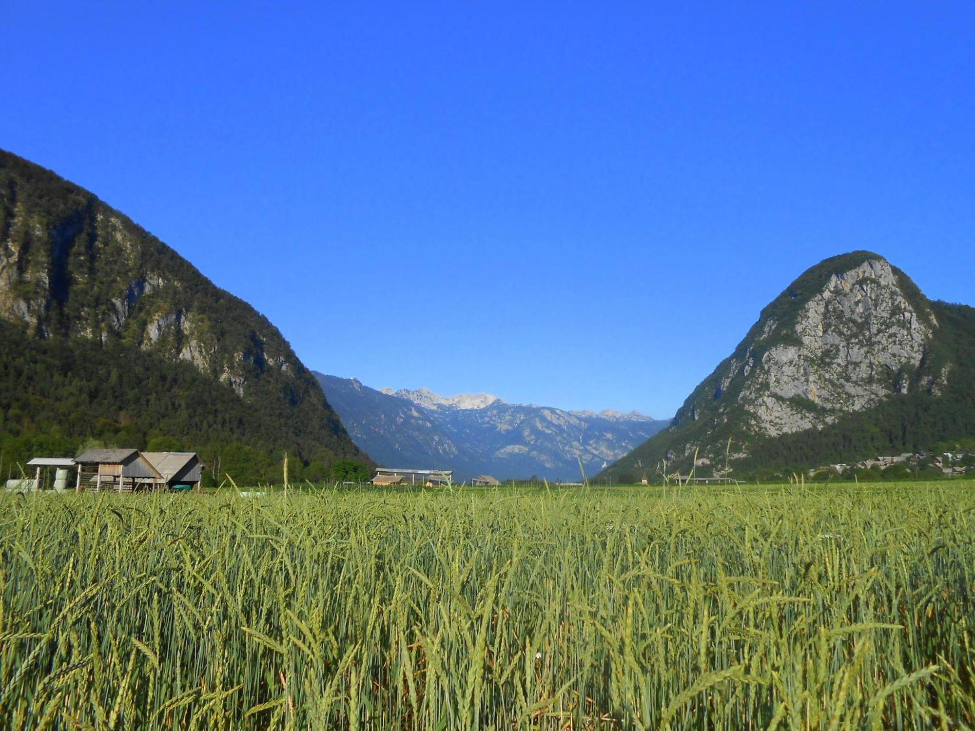 V Objemu Gora Apartment Bohinj Luaran gambar
